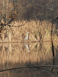 image_2025-12-01_151253734